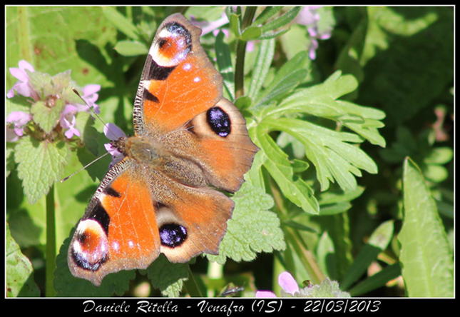 Aglais io: maschio o femmina???